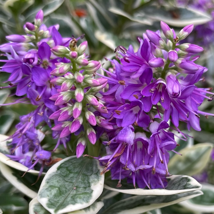 plant image 1548077