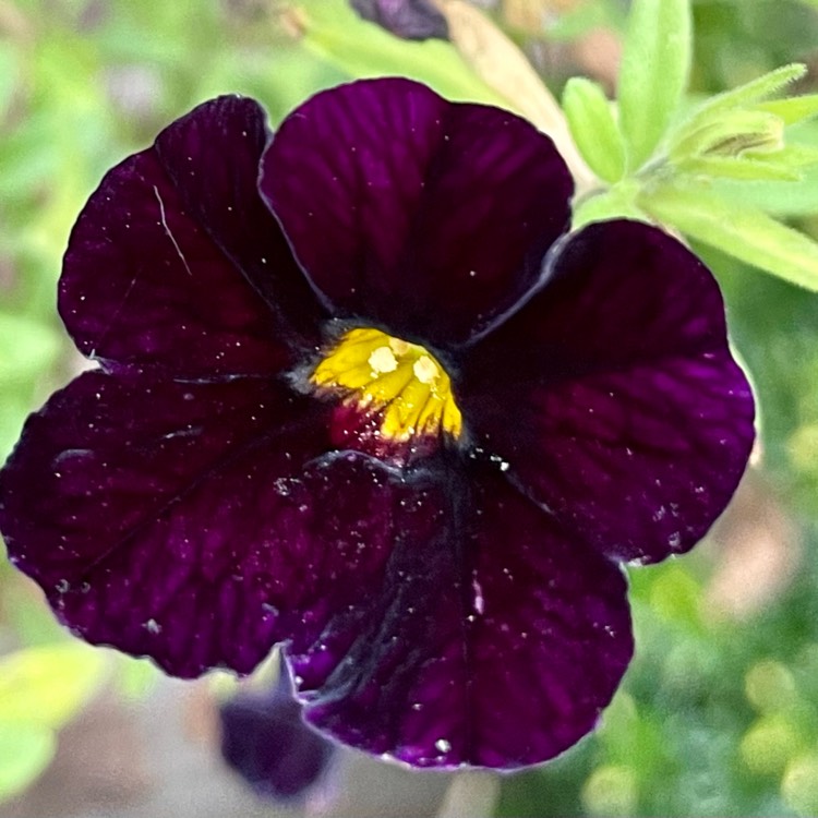 Plant image Calibrachoa 'Can Can Black Cherry'