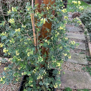 Coronilla valentina subsp. glauca 'Citrina' syn. Coronilla glauca 'Citrina', Coronilla valentina 'Citrina'