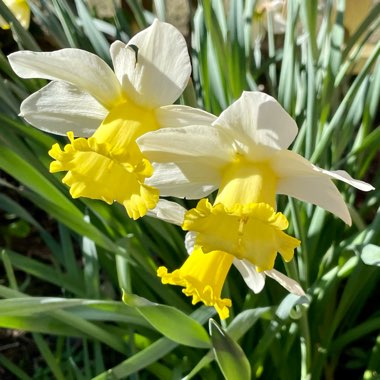 Narcissus