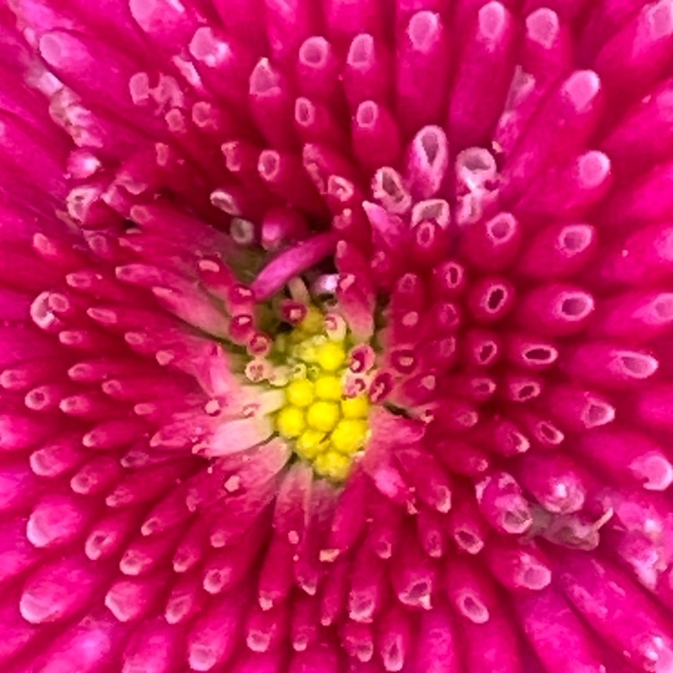 Plant image Bellis perennis 'Big Bob'