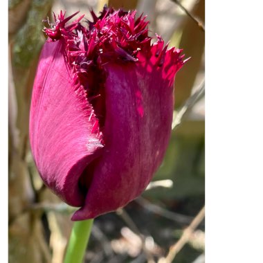 Tulipa 'Curly Sue'