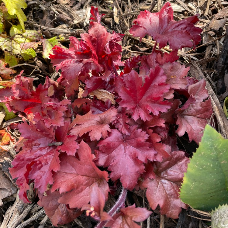 Plant image Heuchera 'Cherry Truffles' (Dolce Series)