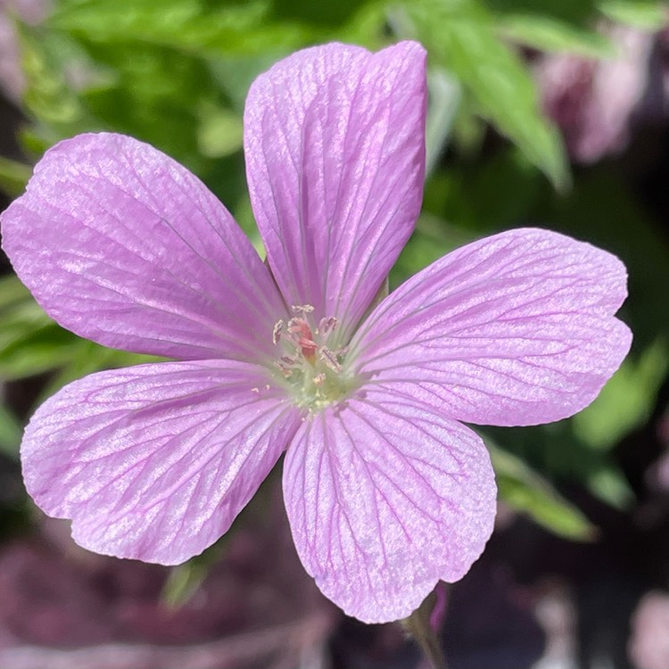 Plant image Geranium endressii