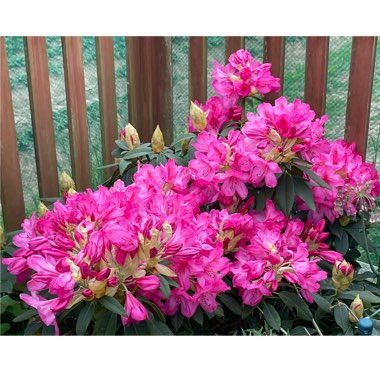 Rhododendron 'Van'