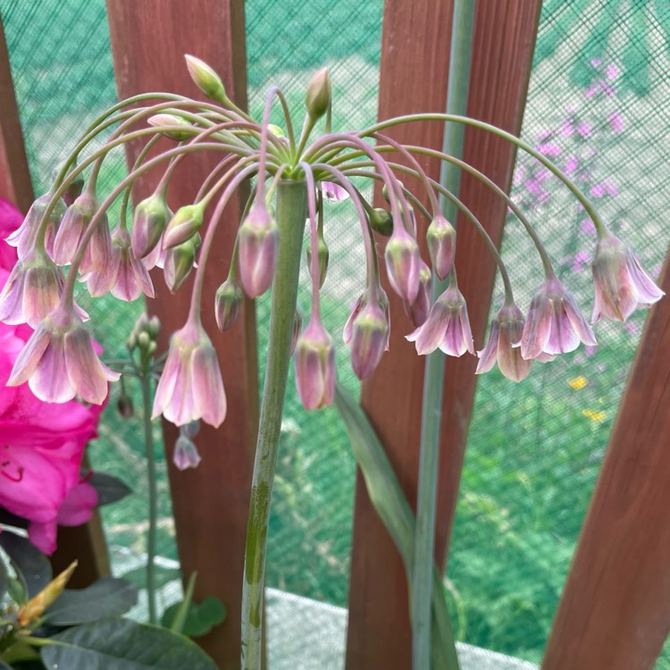 plant image 1587457