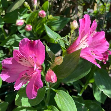 Alstroemeria 'Tessumsaint' (Summer Paradise Series) syn. Alstroemeria 'Summer Saint'