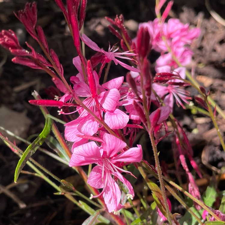 Plant image Oenothera lindheimeri 'Florgaucomro' syn. Oenothera lindheimeri 'Gaudi Rose', Gaura lindheimeri 'Gaudi Rose'