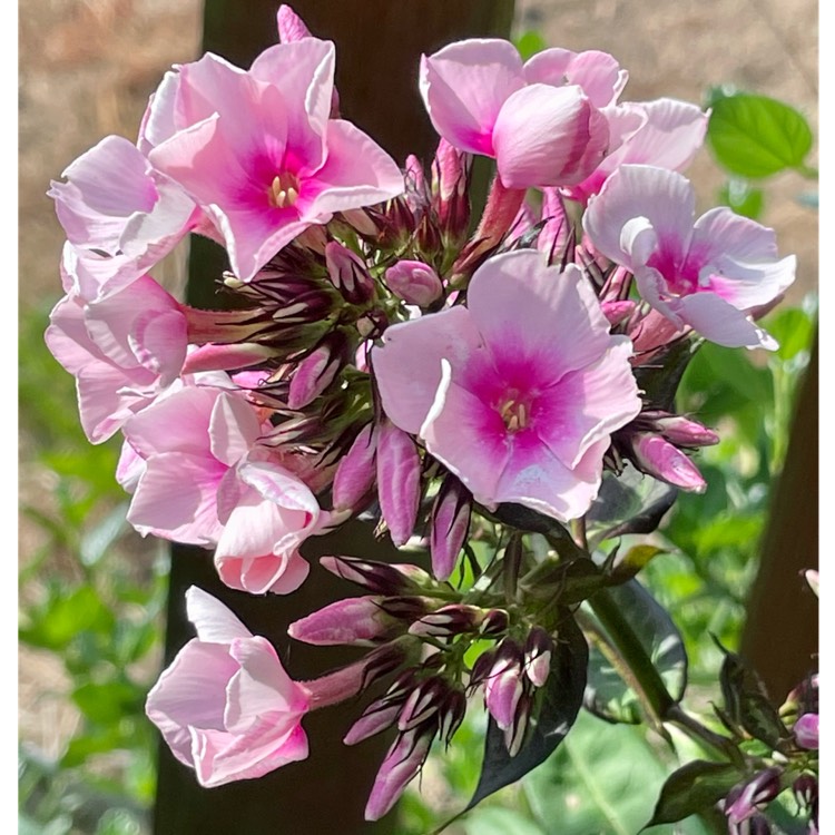 Plant image Phlox Paniculata 'Bright Eyes'