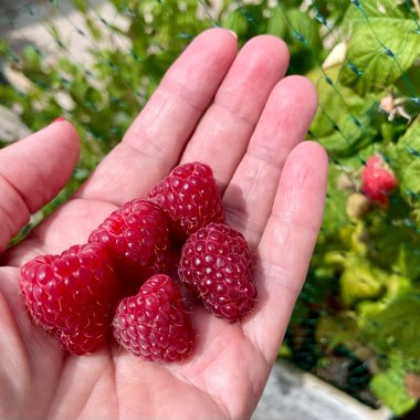 Rubus Idaeus 'Polka'