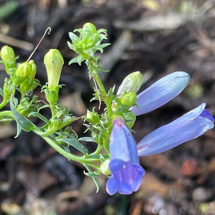 Plant image Penstemon 'Electric Blue'