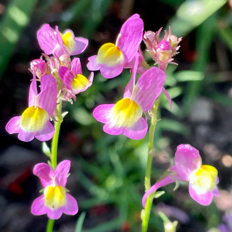 Plant image Linaria 'Fairy Bouquet Mixed'