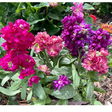 Matthiola incana Vintage Mixed