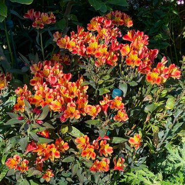 Alstroemeria 'Tesronto' (Summer Paradise Series) syn. Alstroemeria 'Indian Summer'