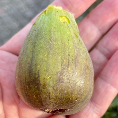 Ficus carica 'Brown Turkey'