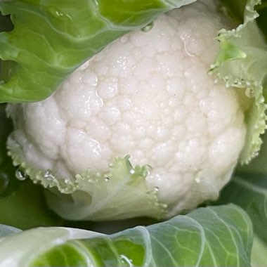 Brassica oleracea (Botrytis Group)