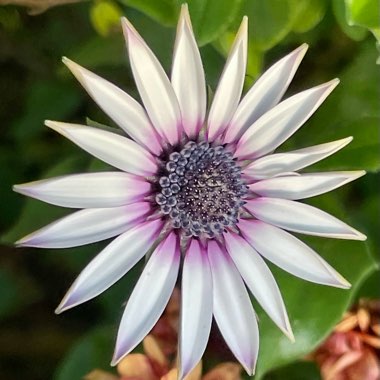 Osteospermum Erato 'Purple Stripe'