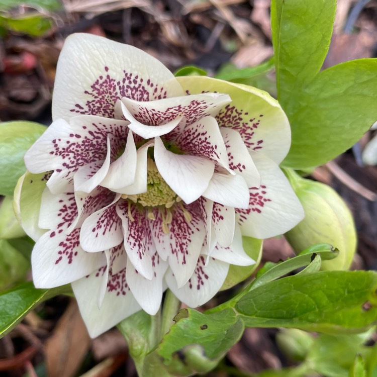 Plant image Helleborus x hybridus 'Double Ellen White Spotted' (Double Ellen Series)