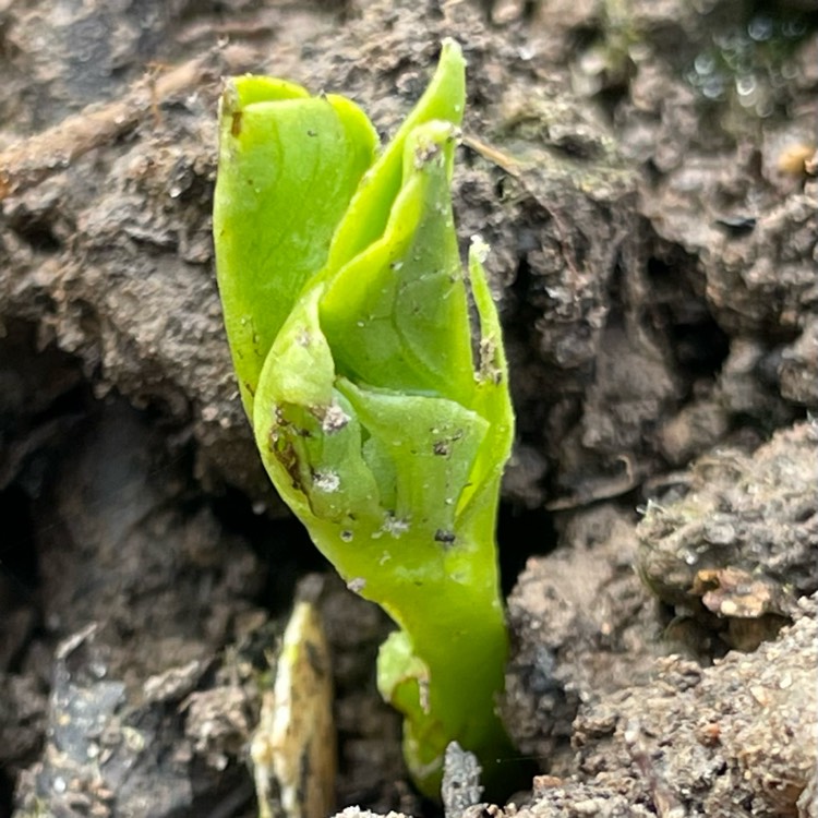 Plant image Vicia Faba 'The Sutton'