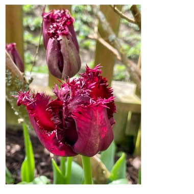 Tulipa 'Curly Sue'