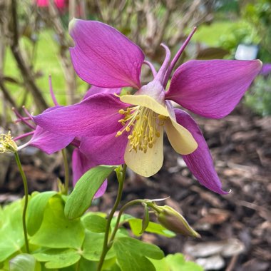 Aquilegia 'Swan Mixed'