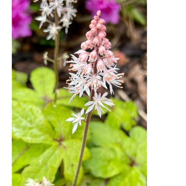 Tiarella 'Spring Symphony'