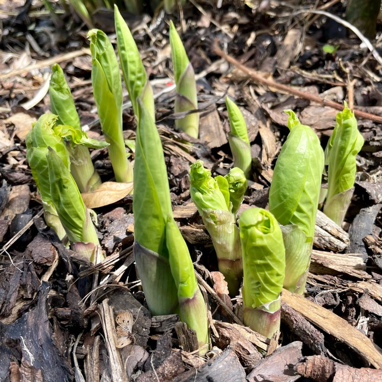 plant image 1661987