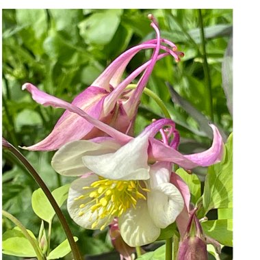 Aquilegia 'McKana Giant'