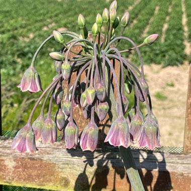 Allium siculum syn. Nectaroscordum siculum, Allium nectaracsardium, Allium bulgaricum