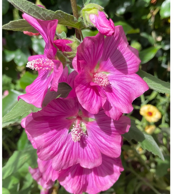 Plant image Lavatera x clementii 'Burgundy Wine'