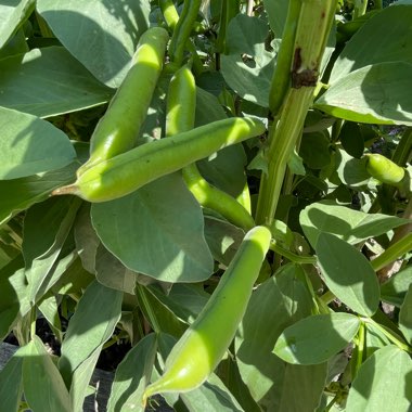  Broad Bean Witkiem Manita