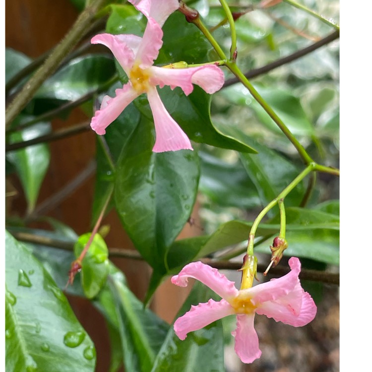 Plant image Trachelospermum asiaticum 'Pink Showers'