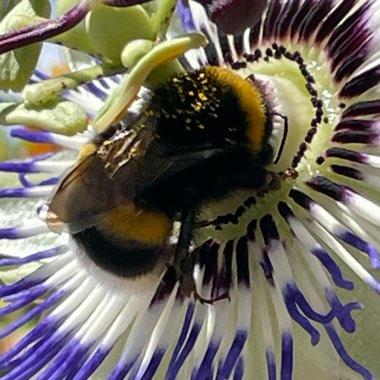 Passiflora Tarminiana 