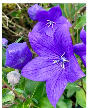 Platycodon grandiflorus 'Astra Blue' (Astra Series) syn. Campanula grandiflora 'Astra Blue'