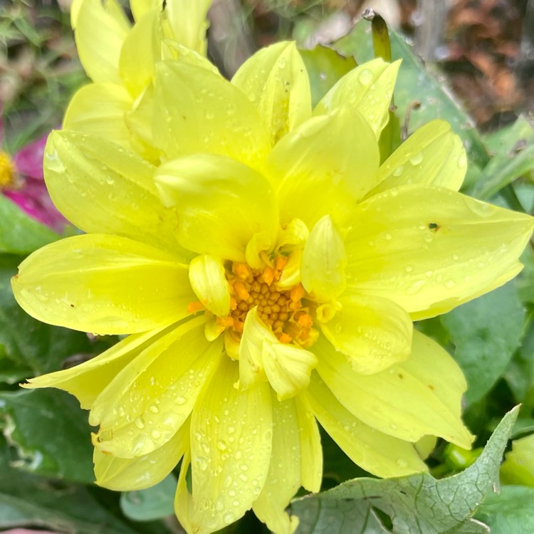 Plant image Dahlia 'Dahlietta Julia' (Dahlietta Series)