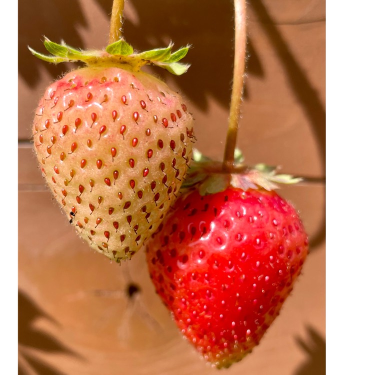 Plant image Fragaria x ananassa 'Elsanta'