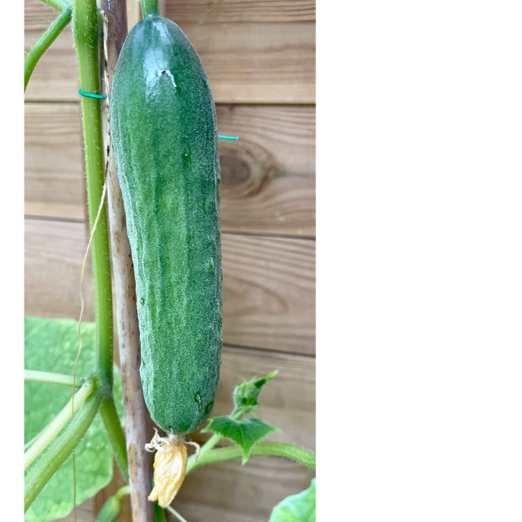 Plant image Cucumis Sativus 'Socrates' F1