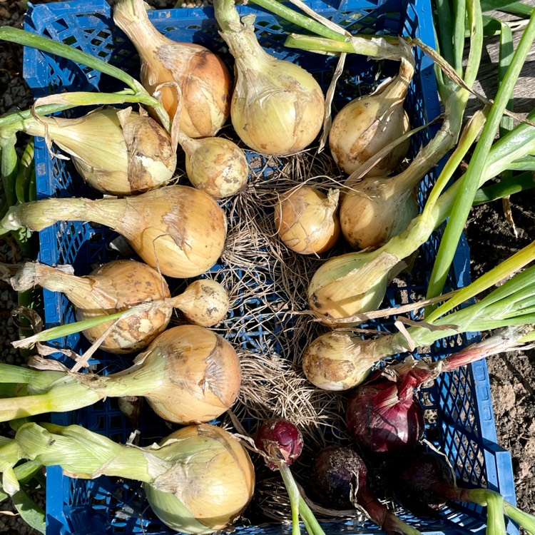 Plant image Allium cepa (Cepa Group) 'Ailsa Craig'