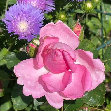 Rosa 'Mum In A Million' syn.  Rosa 'Mille'