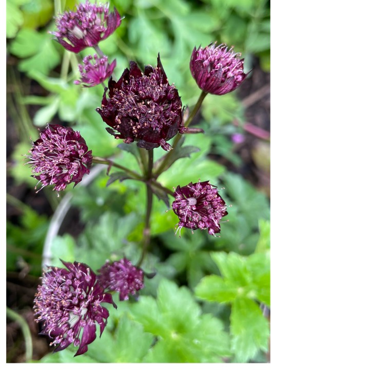 Plant image Astrantia 'Sparkling Stars Red' (Sparkling Stars Series)