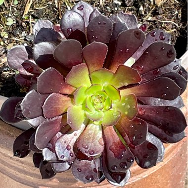 Aeonium