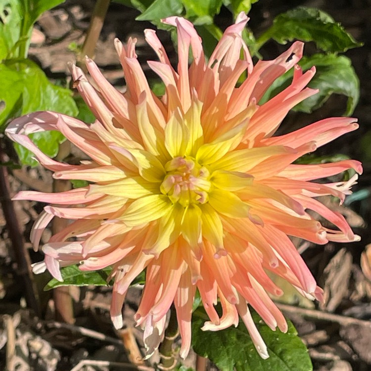 Plant image Dahlia 'Alfred Grille'