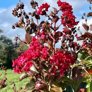 Lagerstroemia 'Black Diamond®' Red