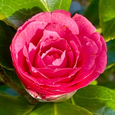 Camellia japonica 'Madame de Strekaloff'