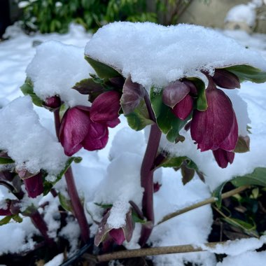 Helleborus 'Coseh 4100' (HGC Ice 'N' Roses Series) syn. Helleborus 'HGC Ice 'N' Roses Red'