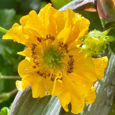 Geum 'Lady Stratheden'