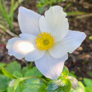 Anemone 'Macane001' syn. Anemone 'Wild Swan'