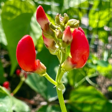 Phaseolus coccineus 'Hestia'