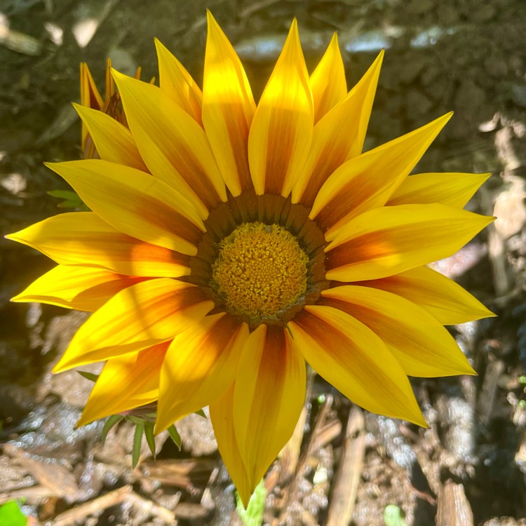 Plant image Gazania rigens Big Kiss 'Yellow Flame'