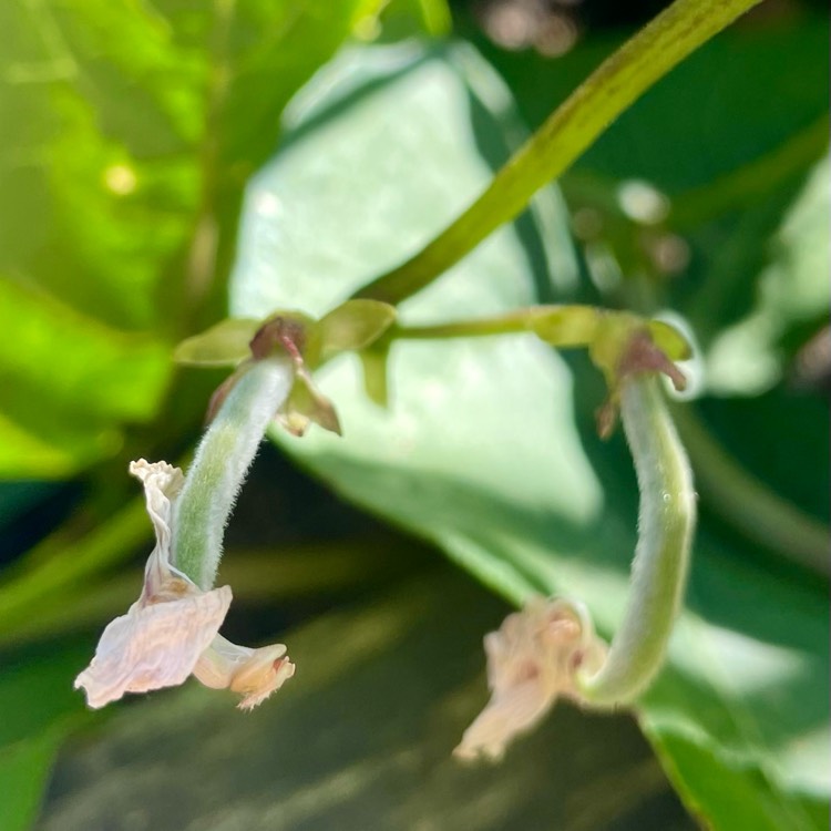 Plant image Phaseolus coccineus 'Hestia'